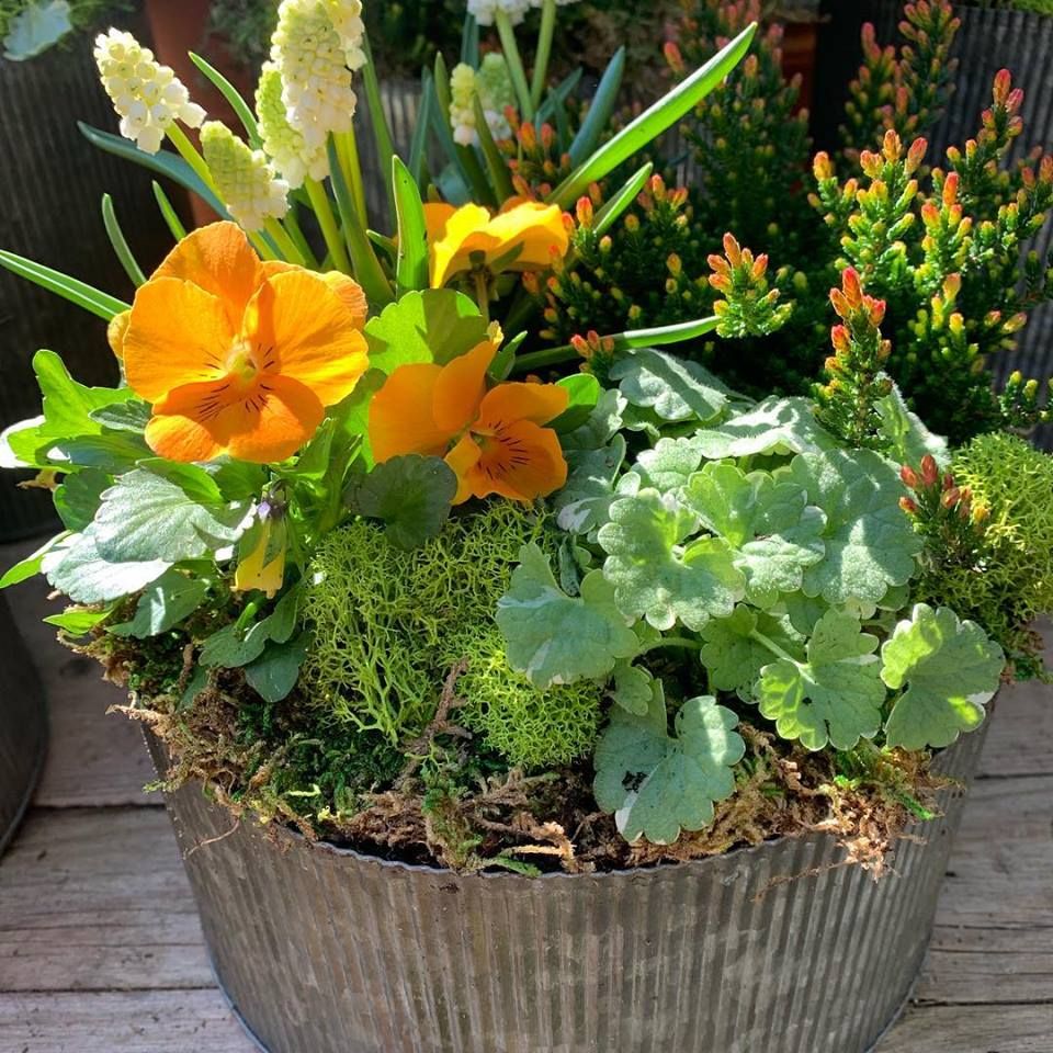 Vertical Succulent Gardens