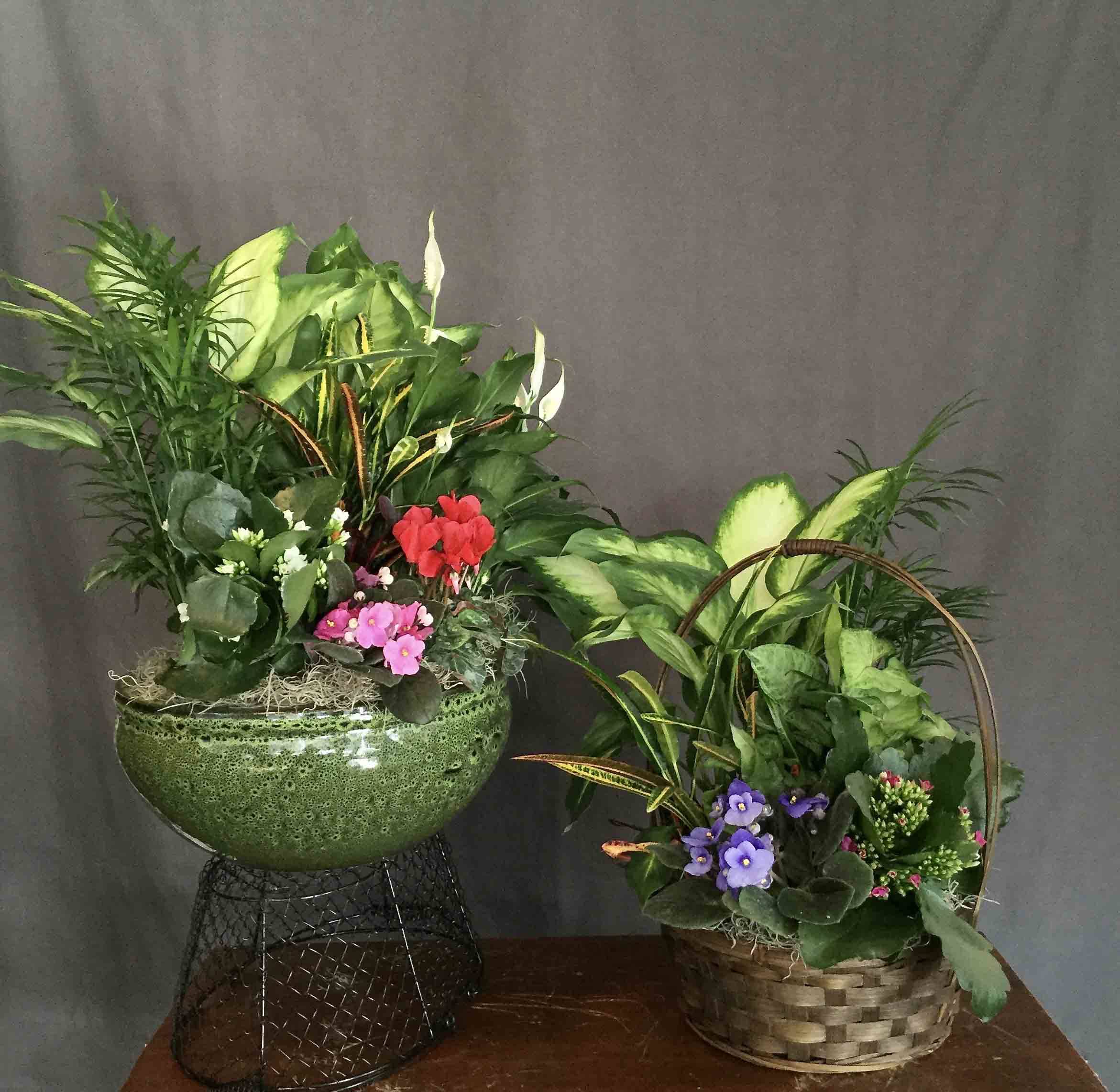 Succulent Dish Gardens