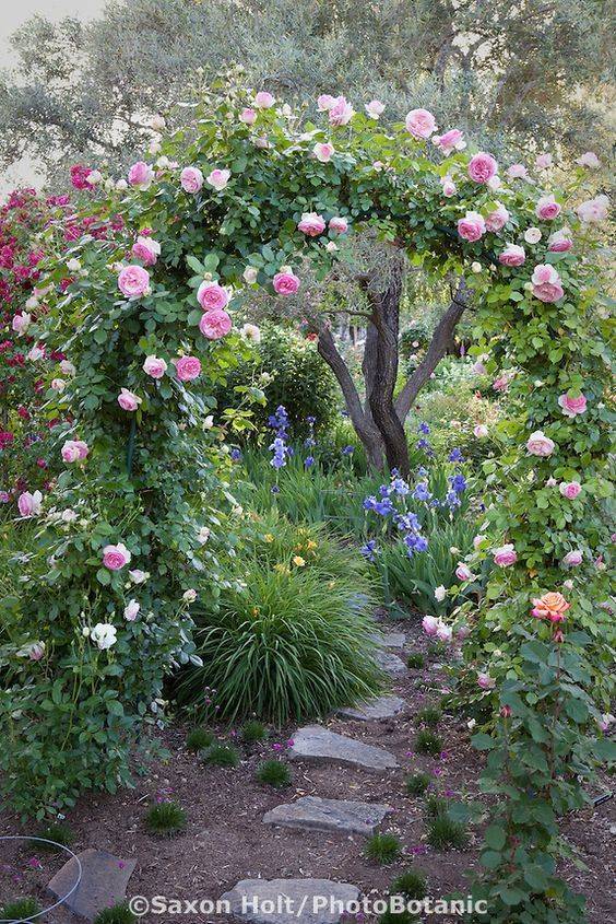 Wonderful Climbing Roses