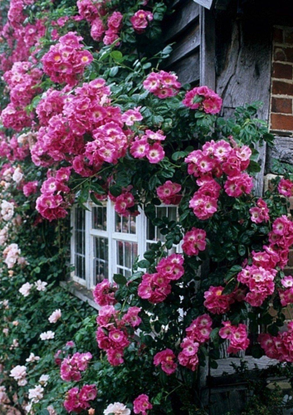 Pentwater Roses