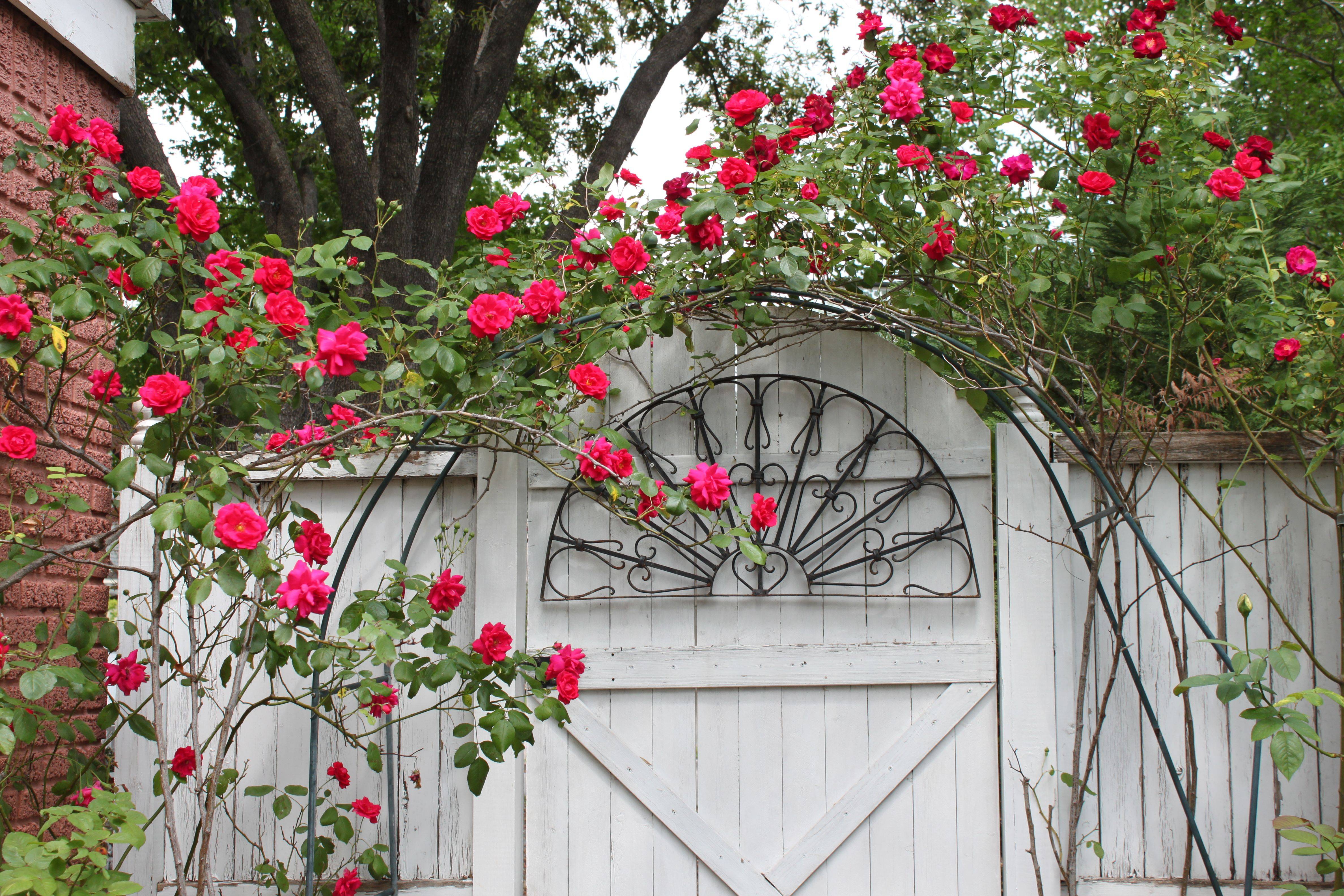 Climbing Westerland Roses