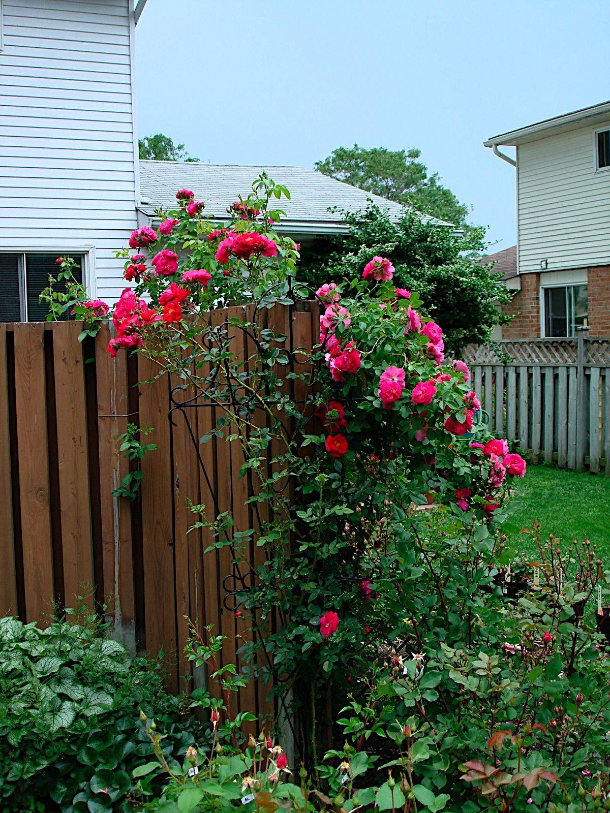 Your Yard Rose Garden Design