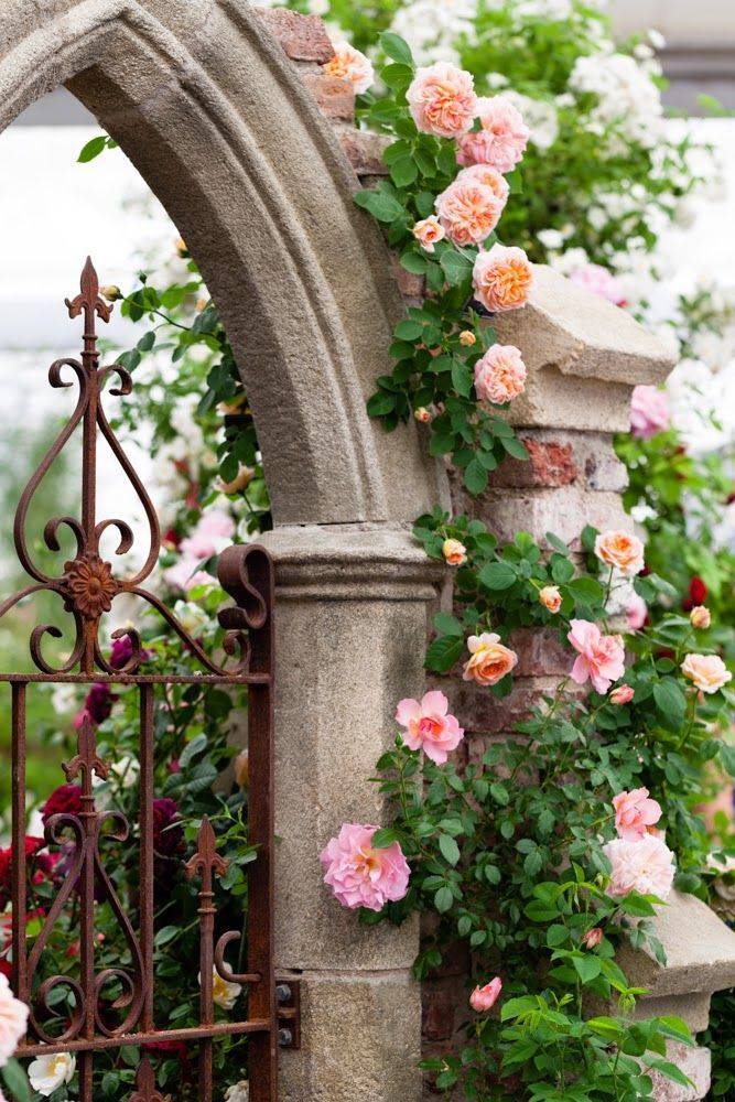 Climbing Roses