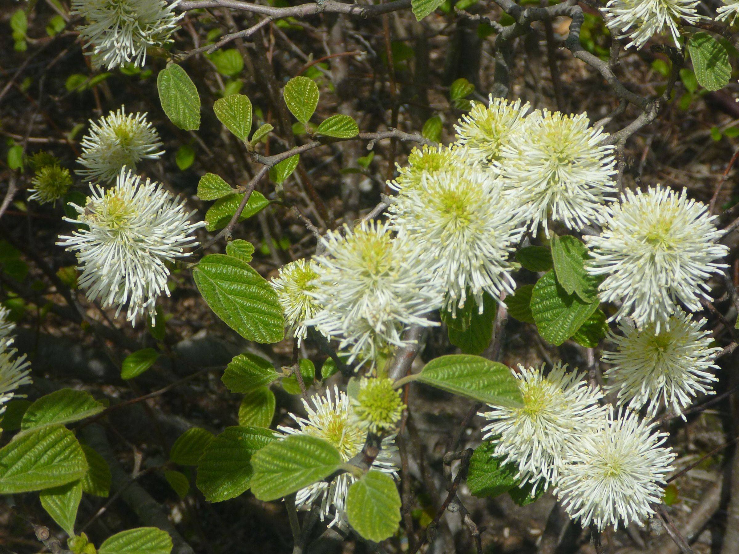 Harvard University Charles Rose Architects