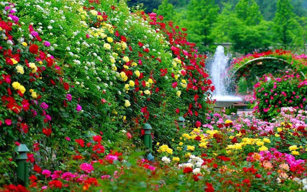 Rose Garden Garden Waterfall