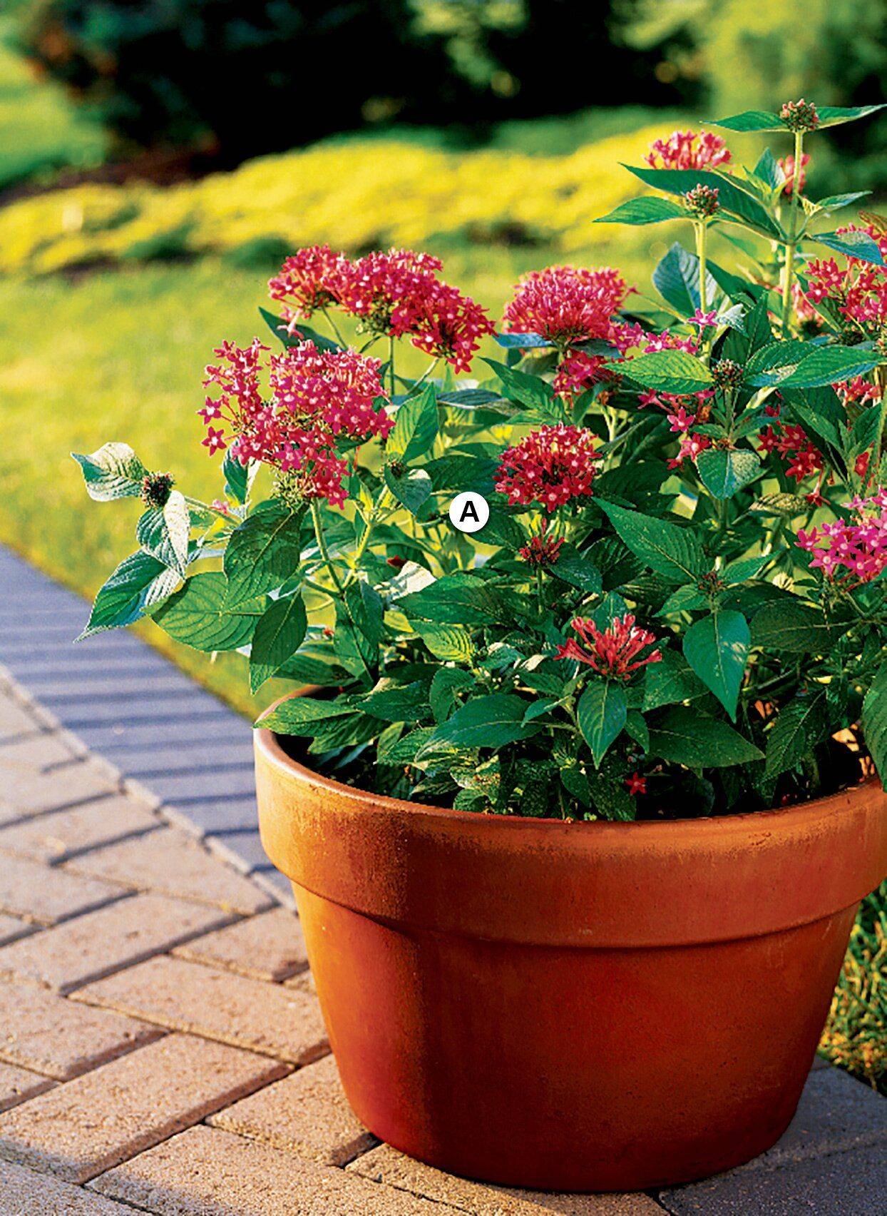 Gorgeous Outdoor Planter