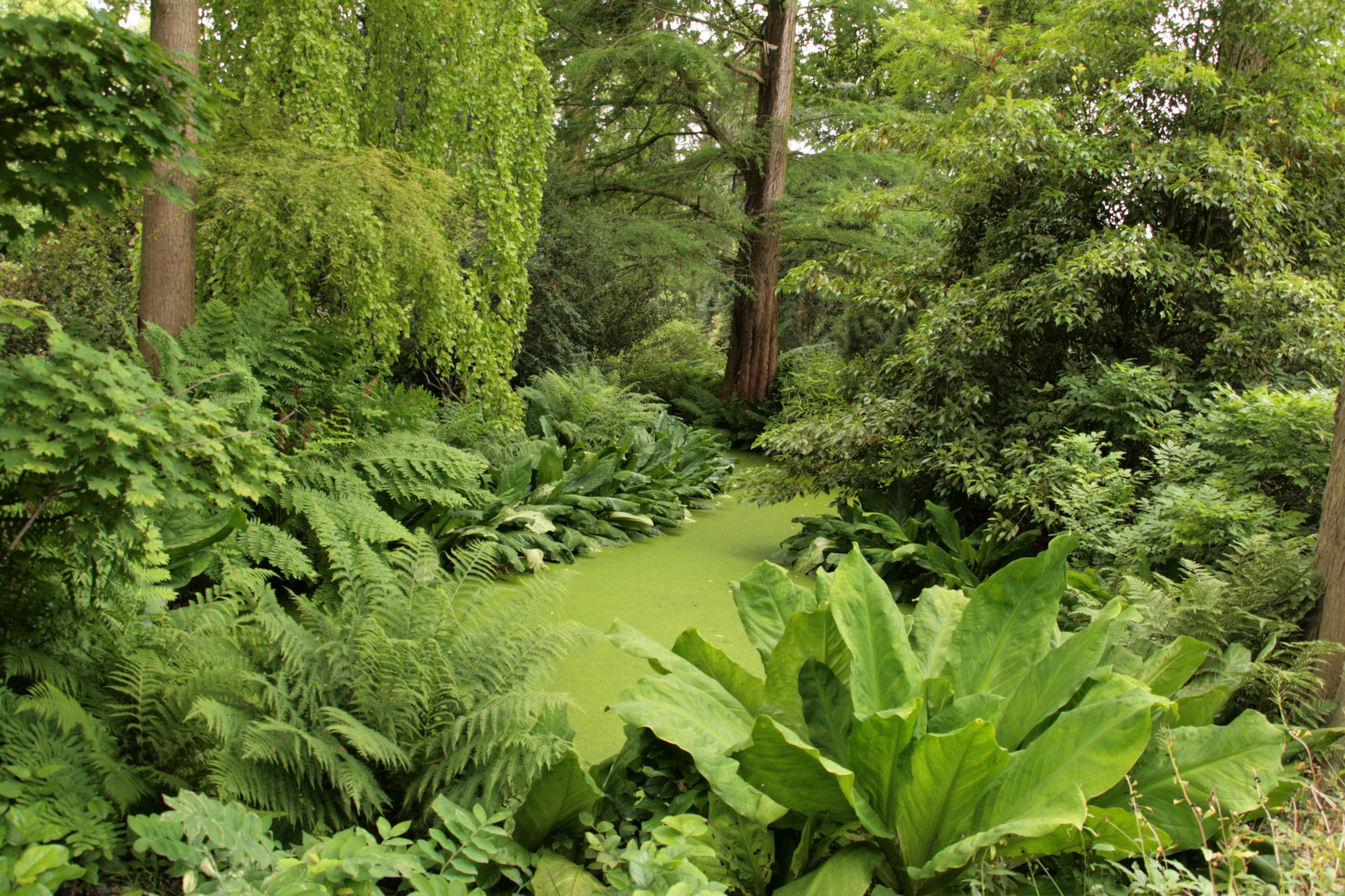 Woodland Fern Garden Gallery