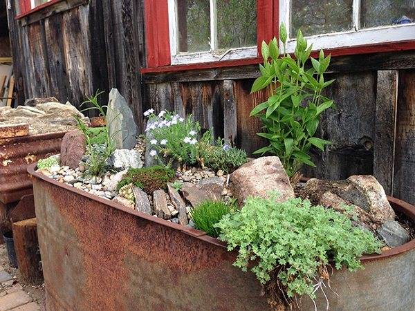My Washtub Container Garden