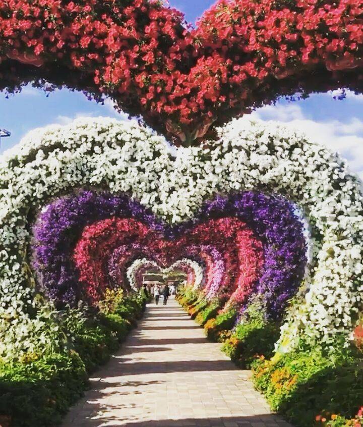 Dubai Miracle Garden Miracle Garden