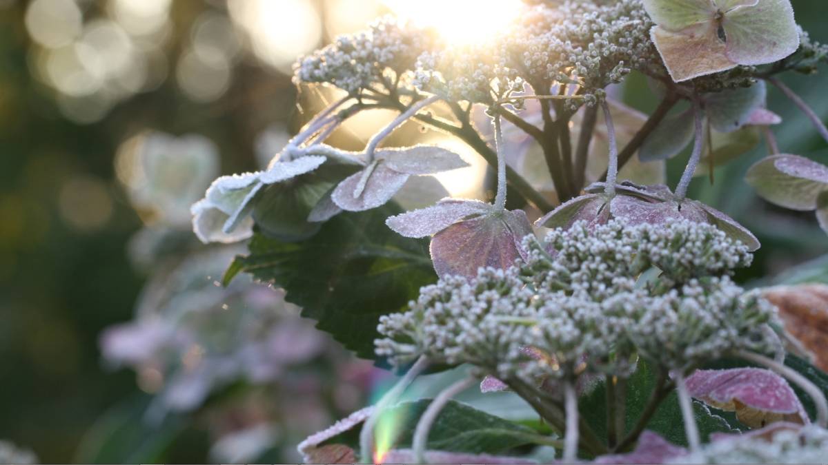 Download Garden Seasons