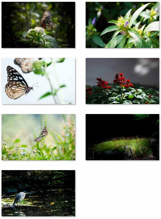 Free Download Spring Gardens Apartments