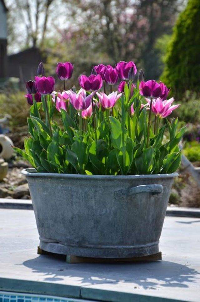 Wonderful Tulips Arrangement Tips