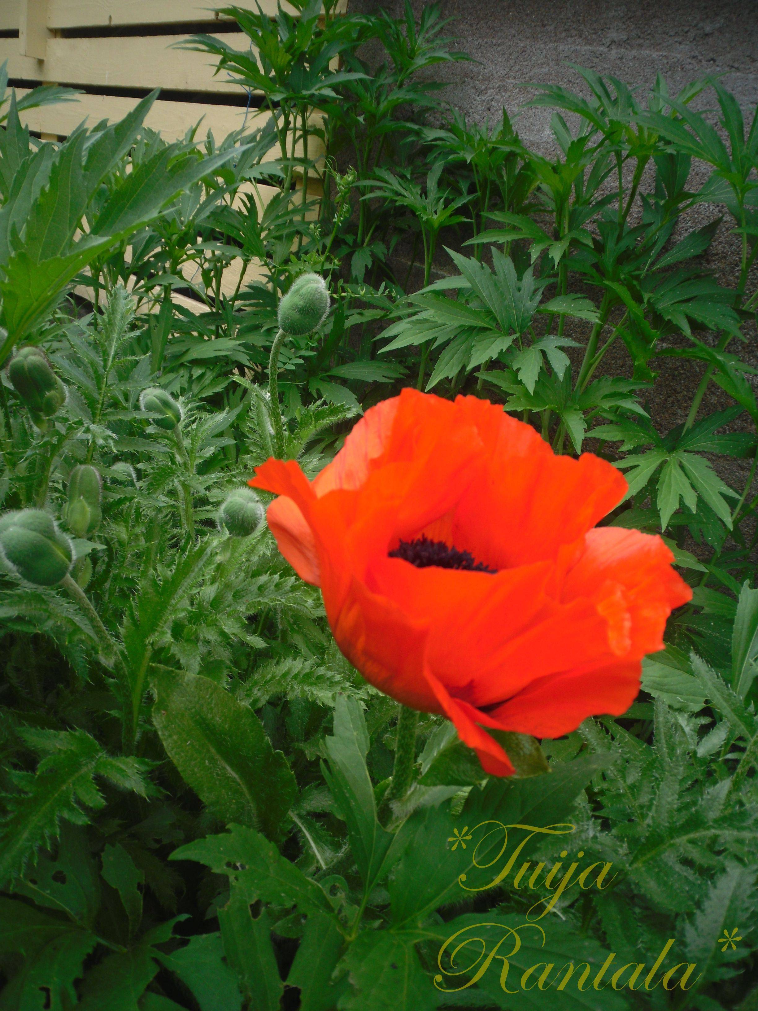 Beautiful Garden Poppies Ideas Rhythm