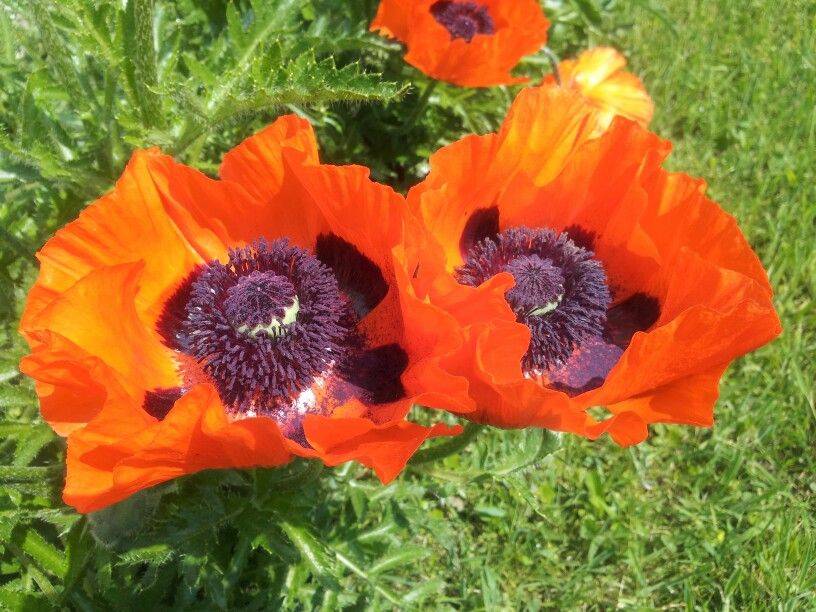 Beautiful Garden Poppies Ideas Rhythm
