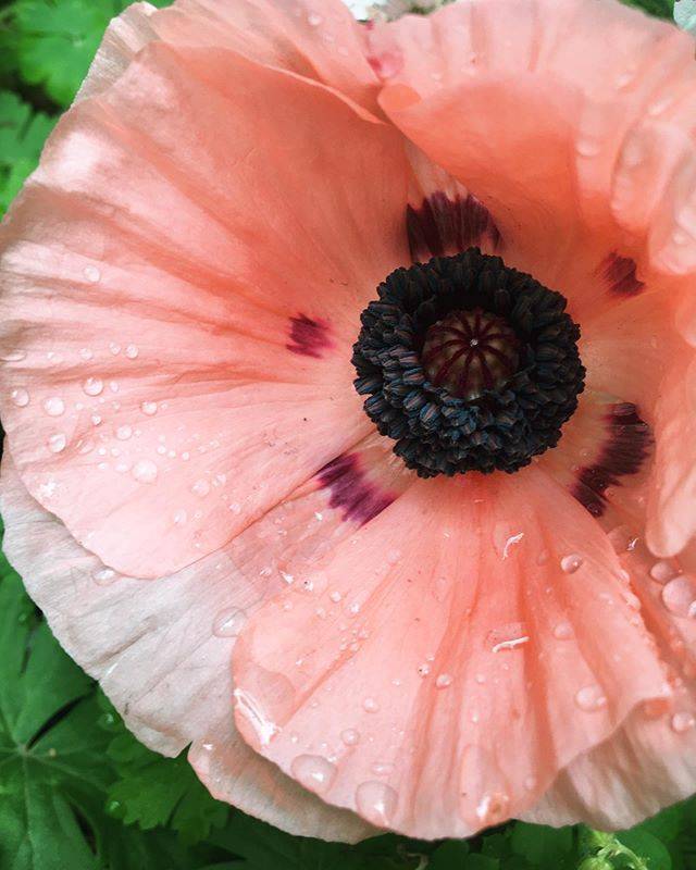 Beautiful Garden Poppies Ideas Rhythm