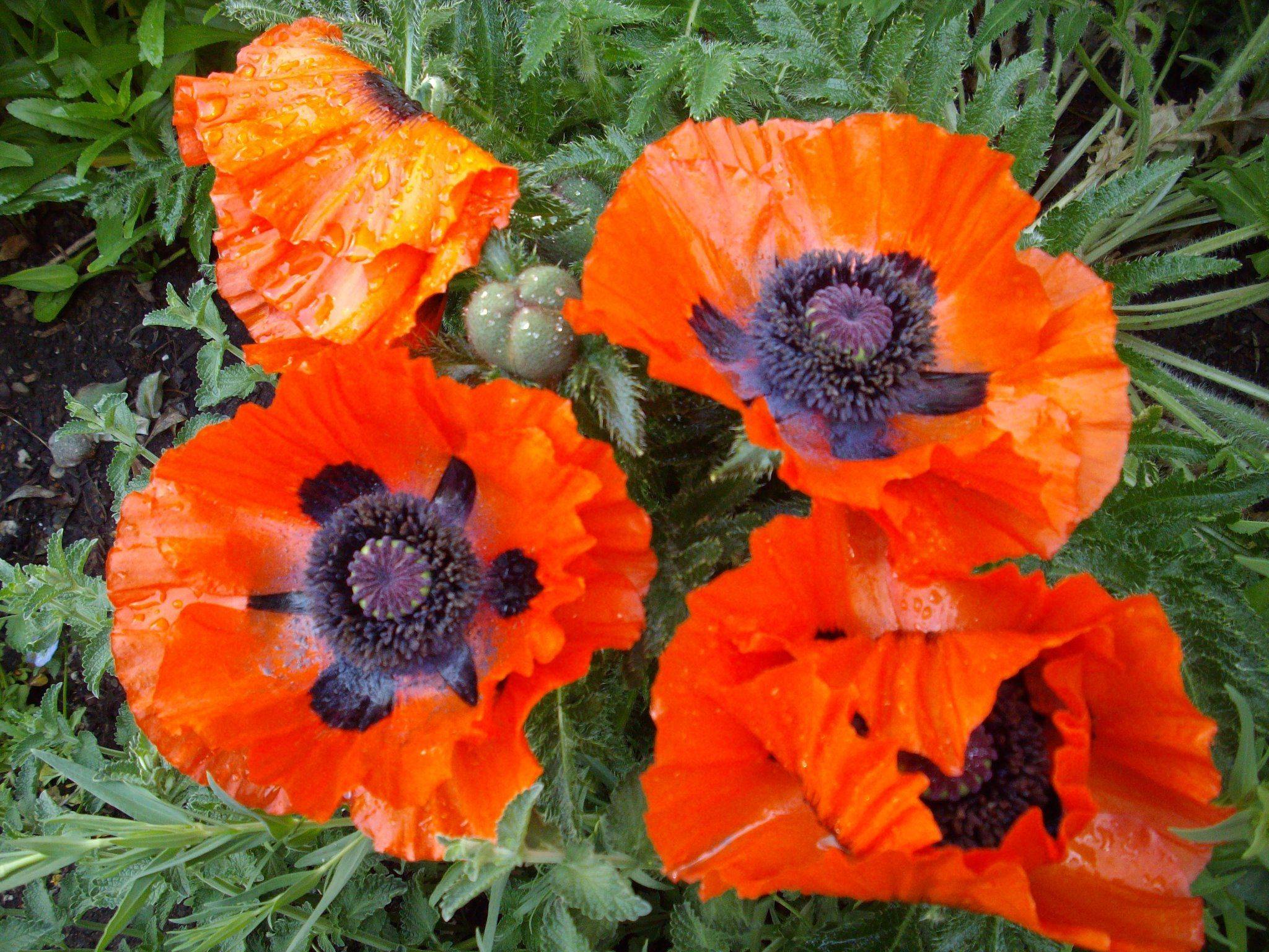 Beautiful Poppies