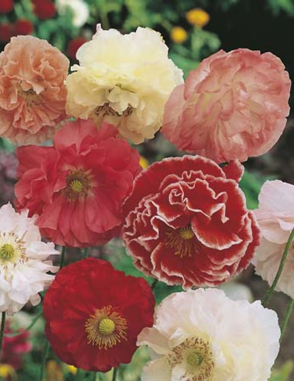 Beautiful Poppies