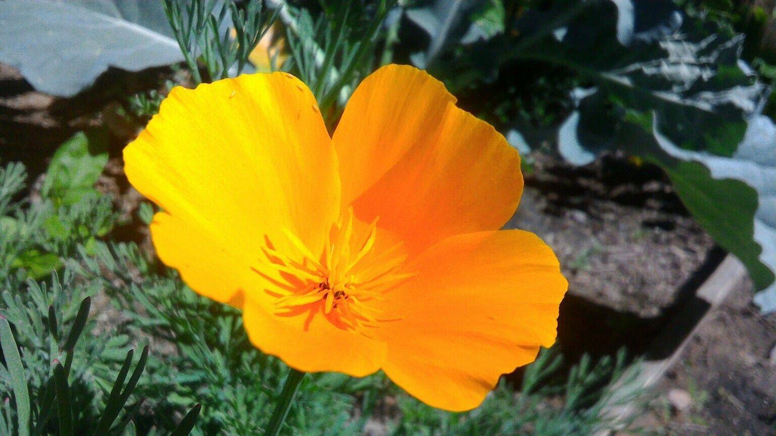 California Poppy Garden Ideas