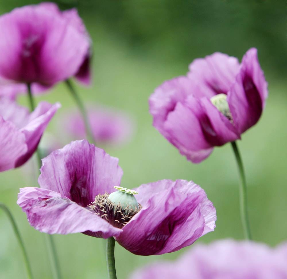 Your Raised Beds