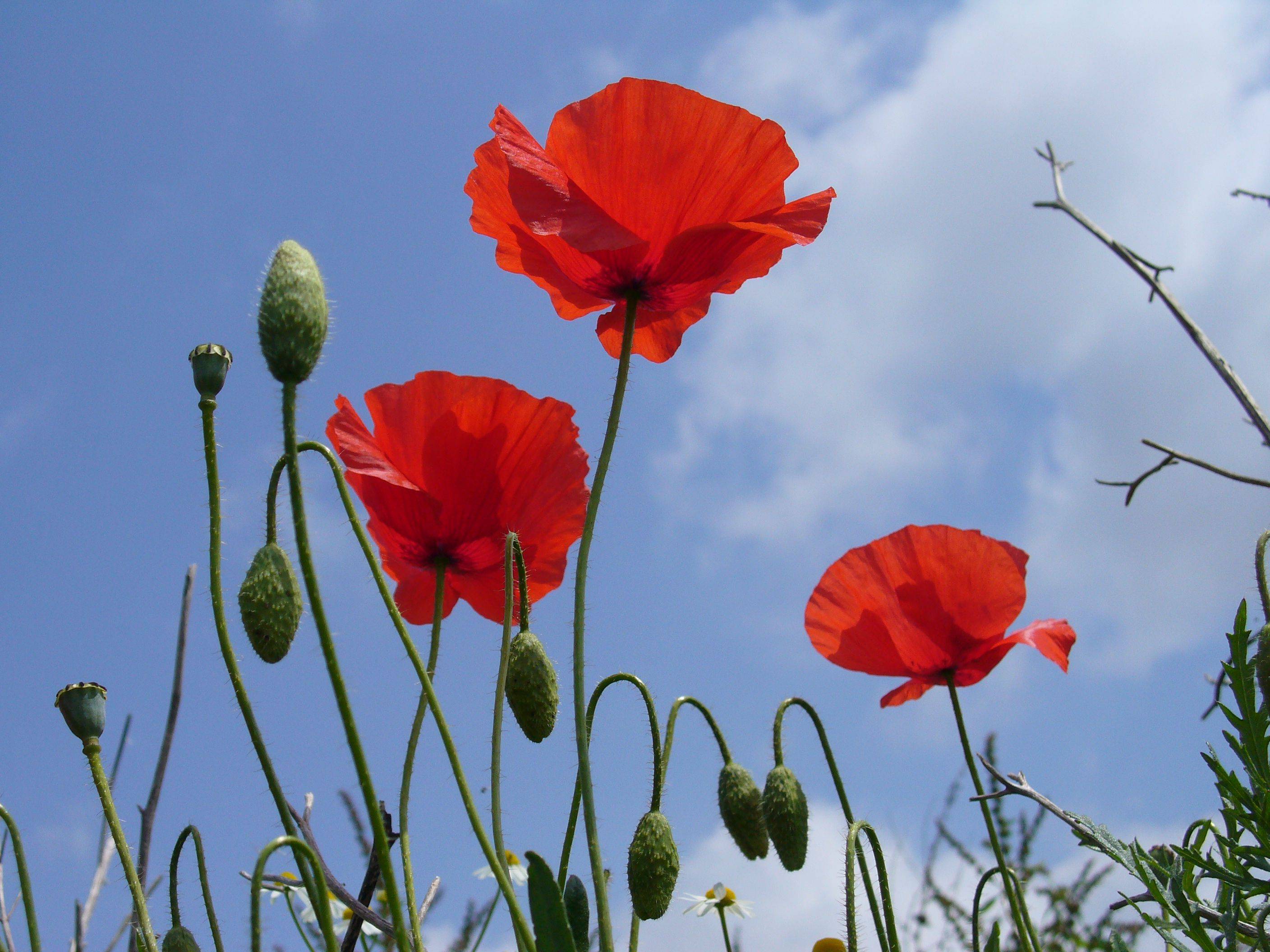 Creative Gardening Plants Poppies