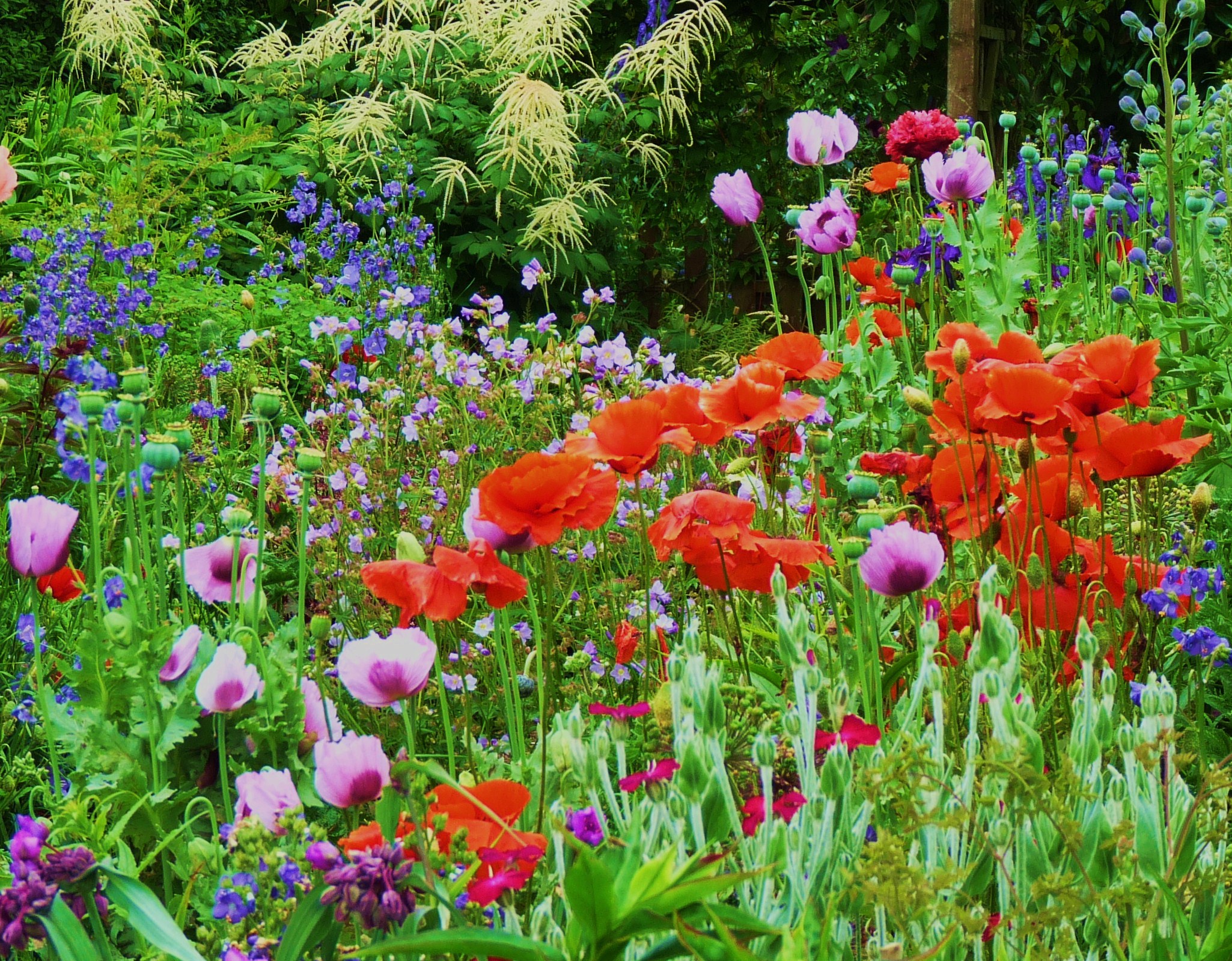 Salvia Garden Pictures