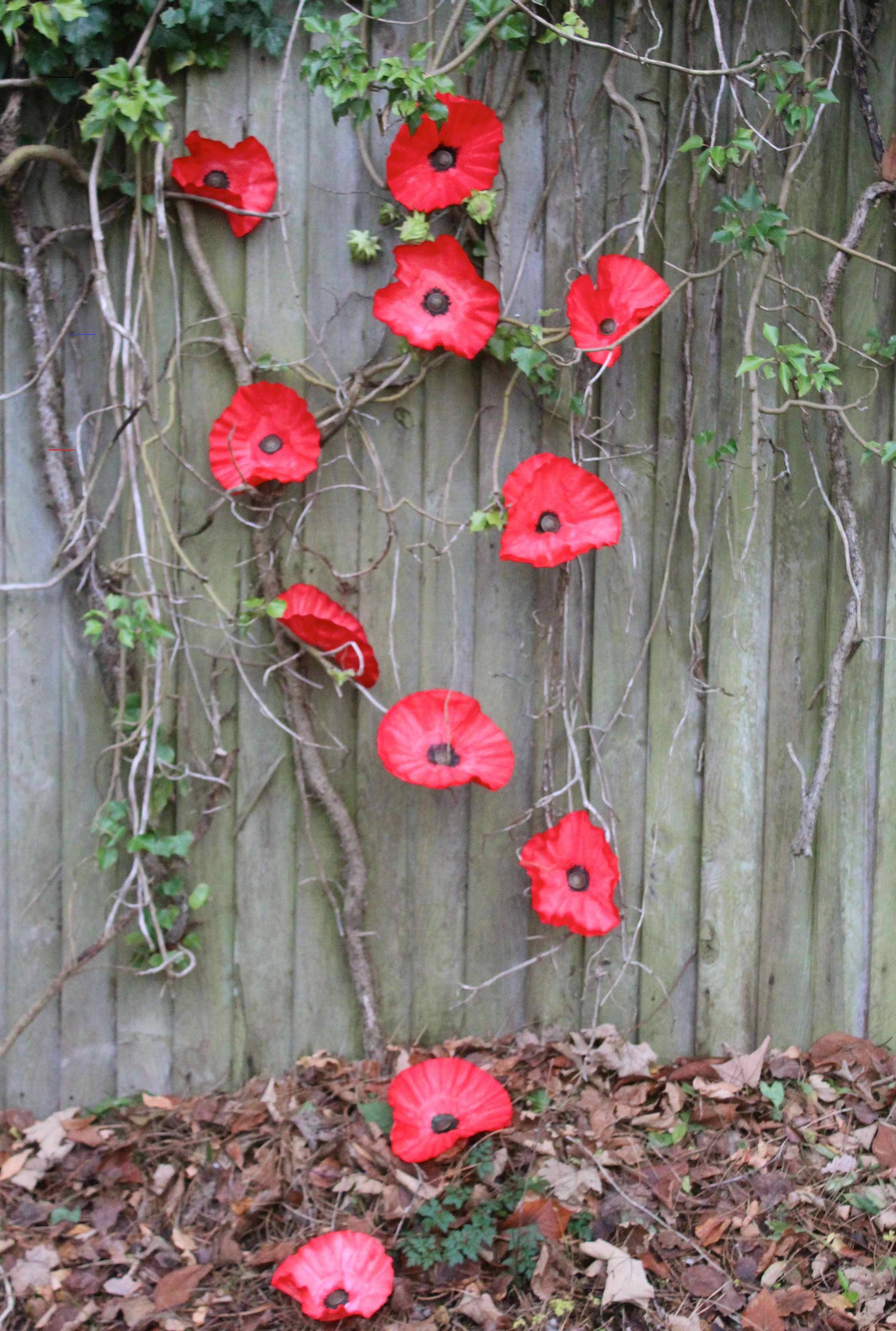Poppy Garden