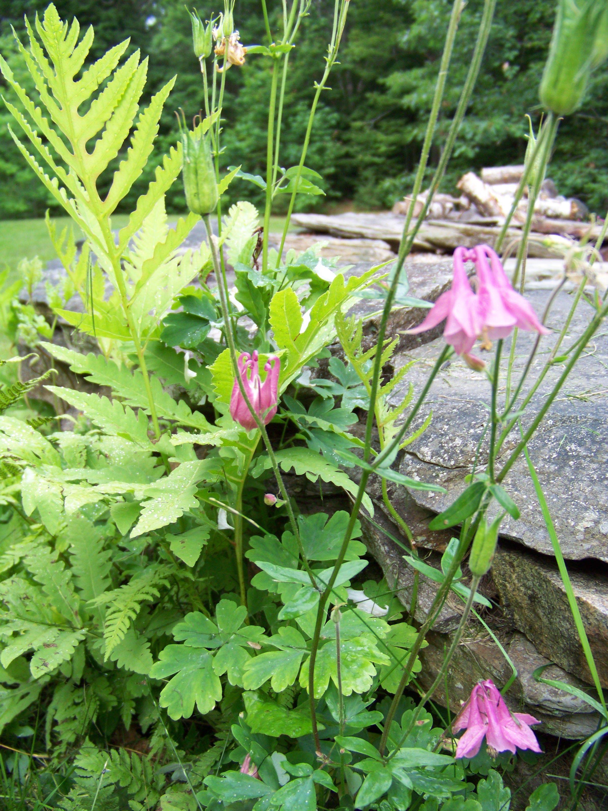 Pin On Flowers