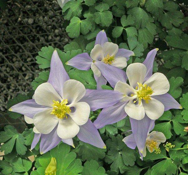 Pin On Flowers