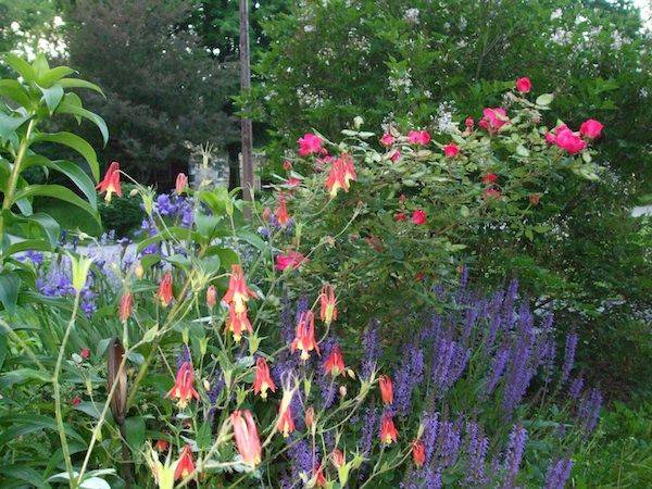 Pin On Garden Landscaping Ideas