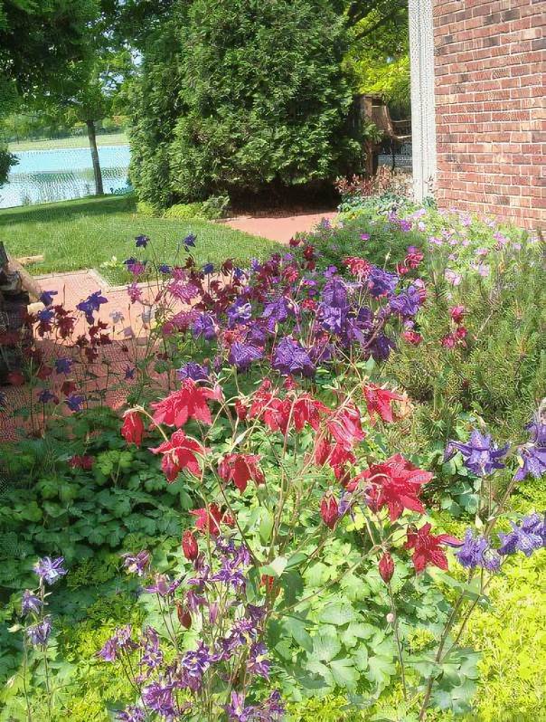 Mixed Borders