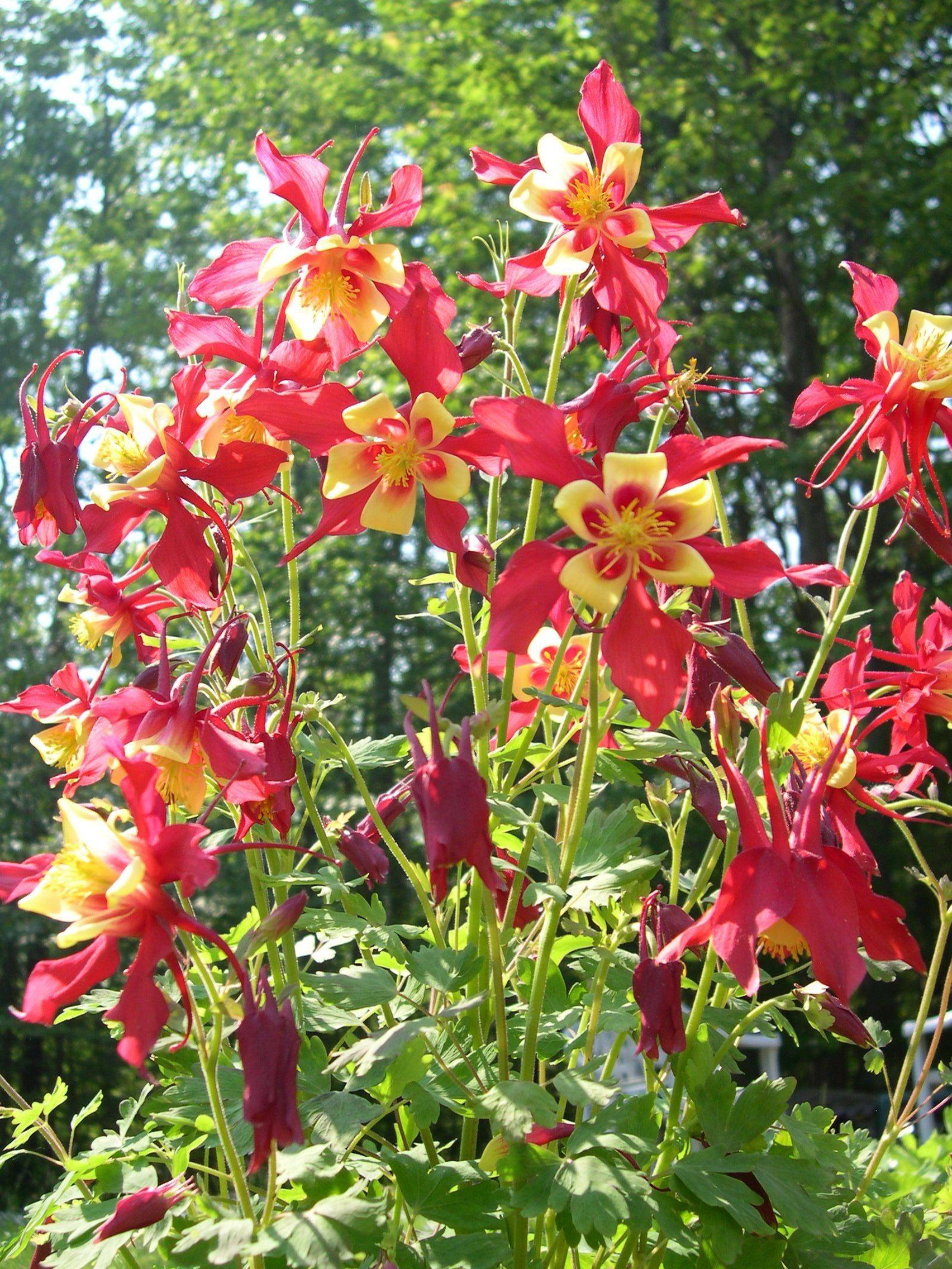 Mixed Borders