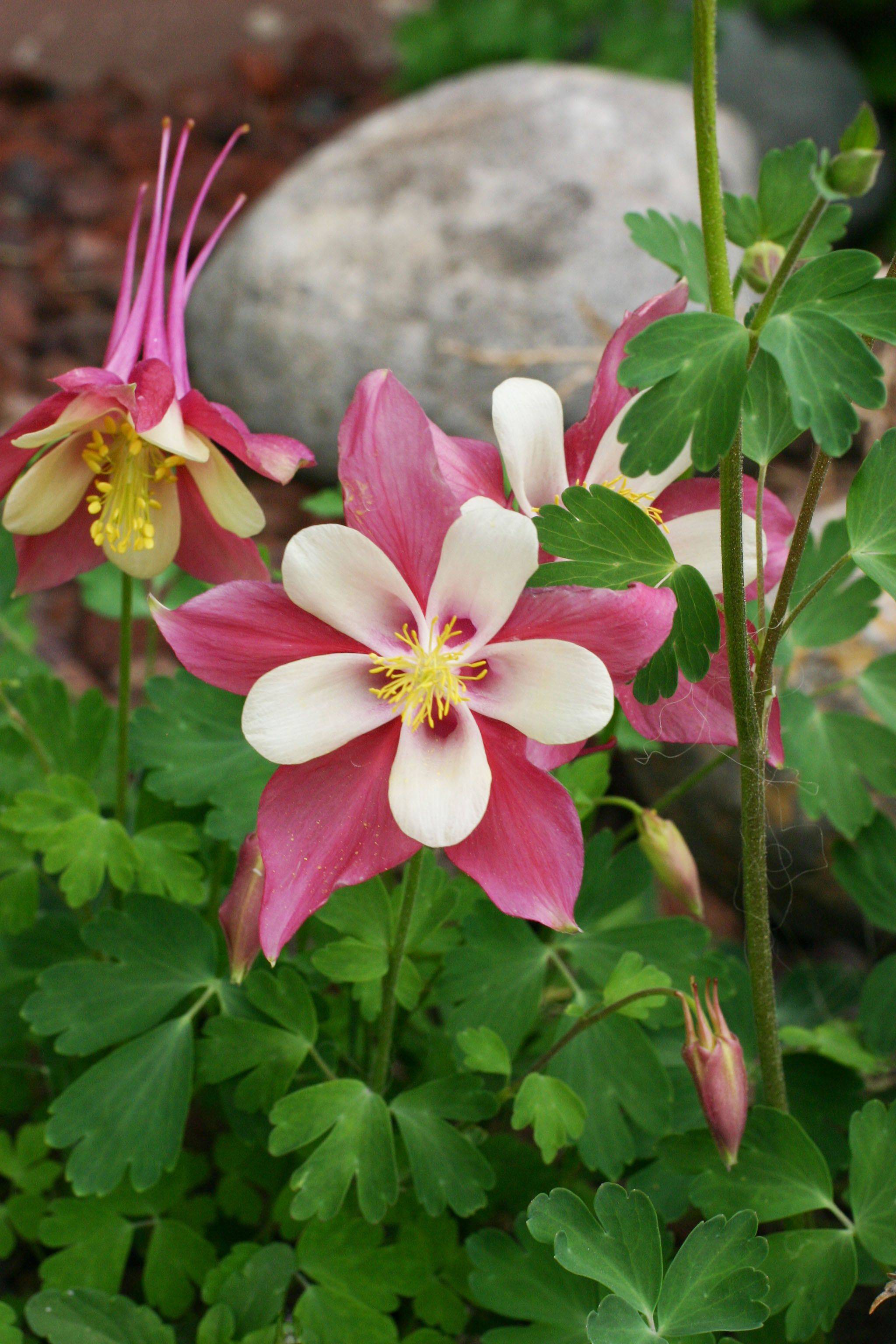 Pin On Yard And Garden