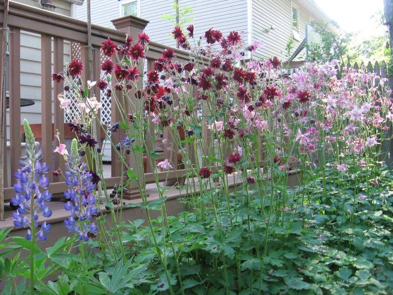 Pin Op Flowers