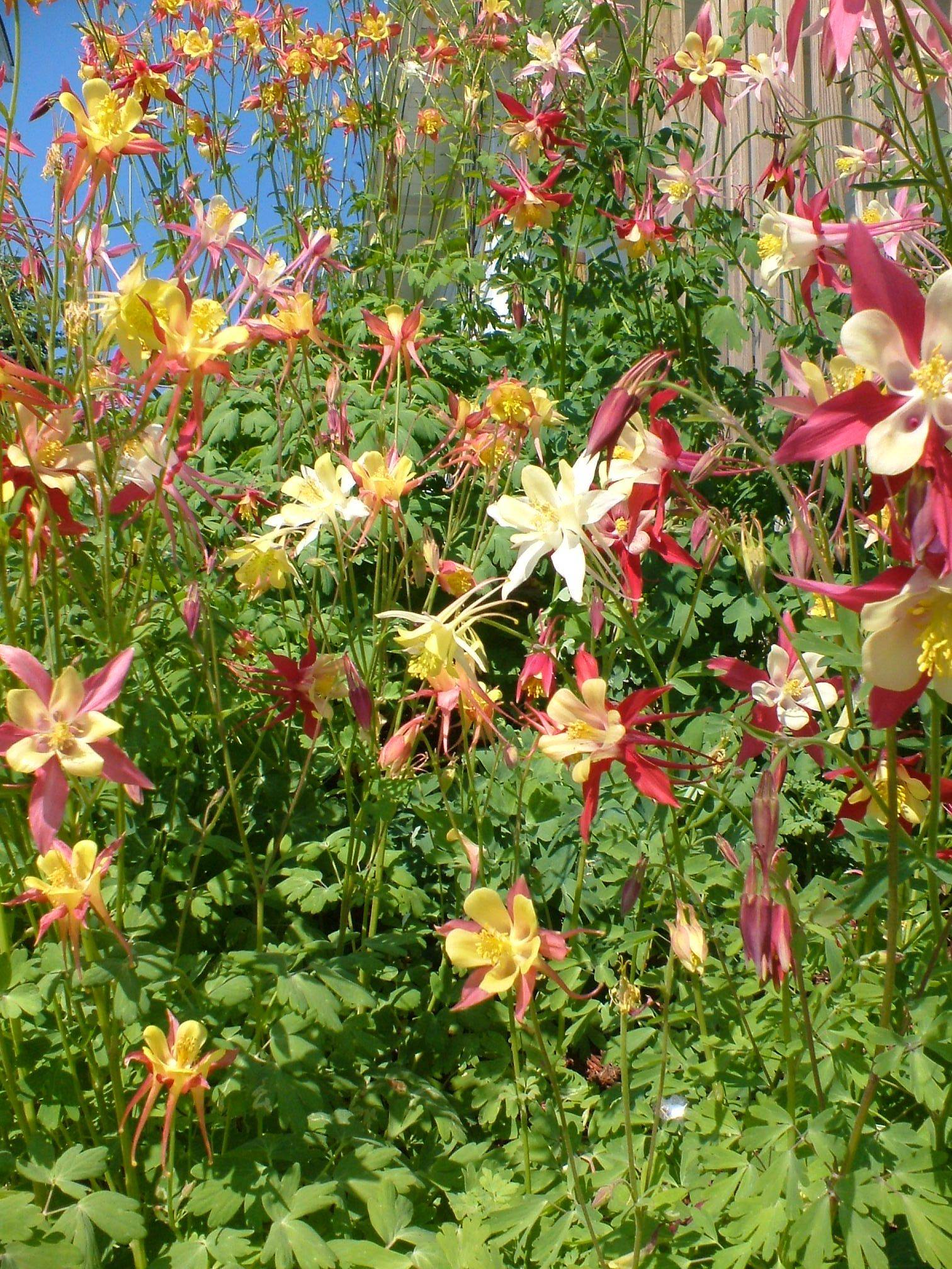 Purple Columbine Plants