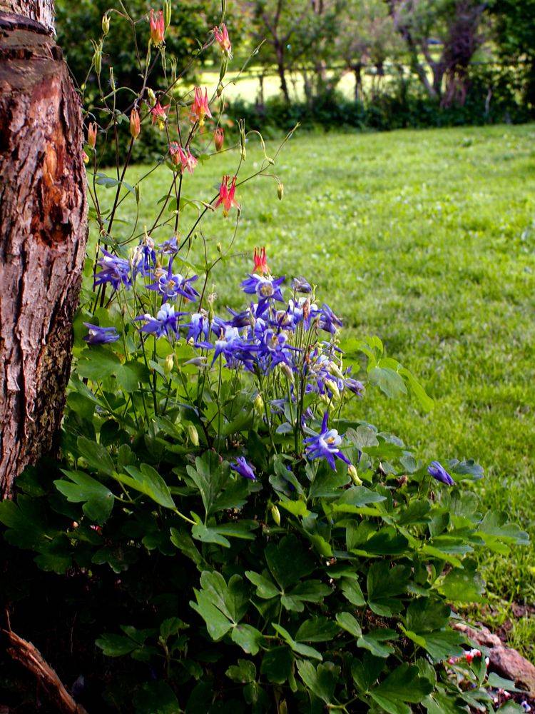Purple Columbine Plants
