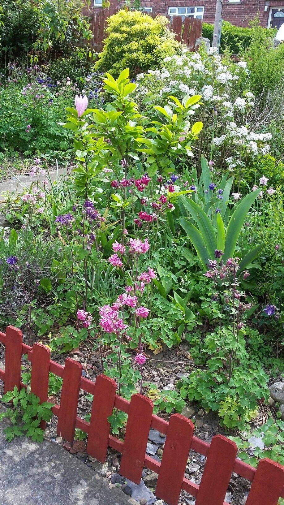 Tall Columbines