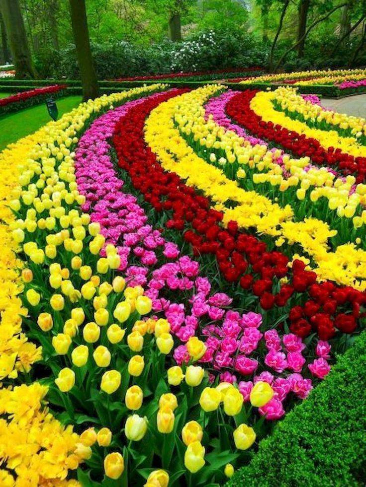 Colorful Spring Flowers