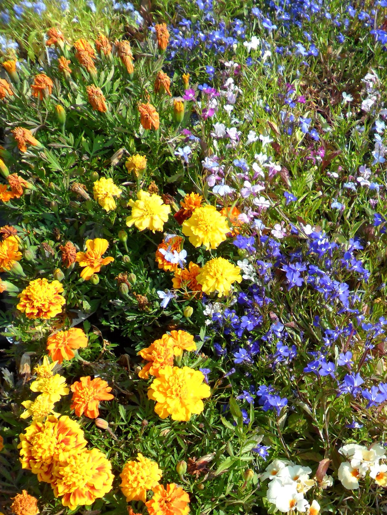 Beautiful Garden Flowers