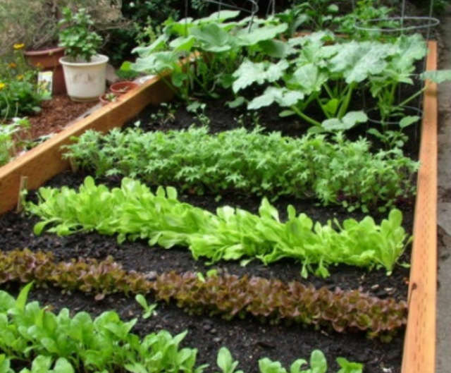 Most Productive Small Vegetable Garden Ideas