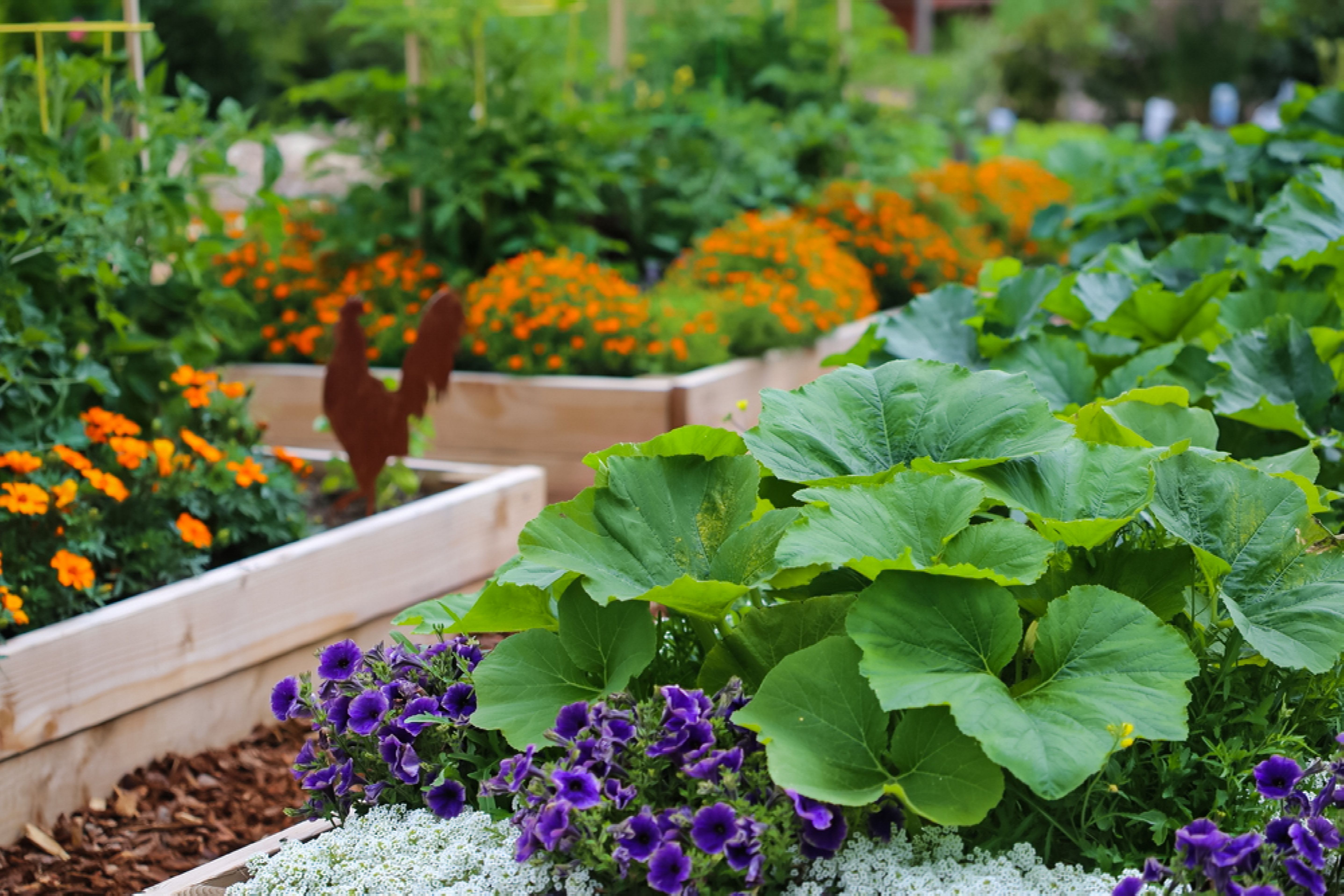 Inspiring Small Vegetable Garden Ideas