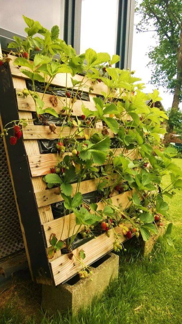 Best Hydroponic Garden Ideas