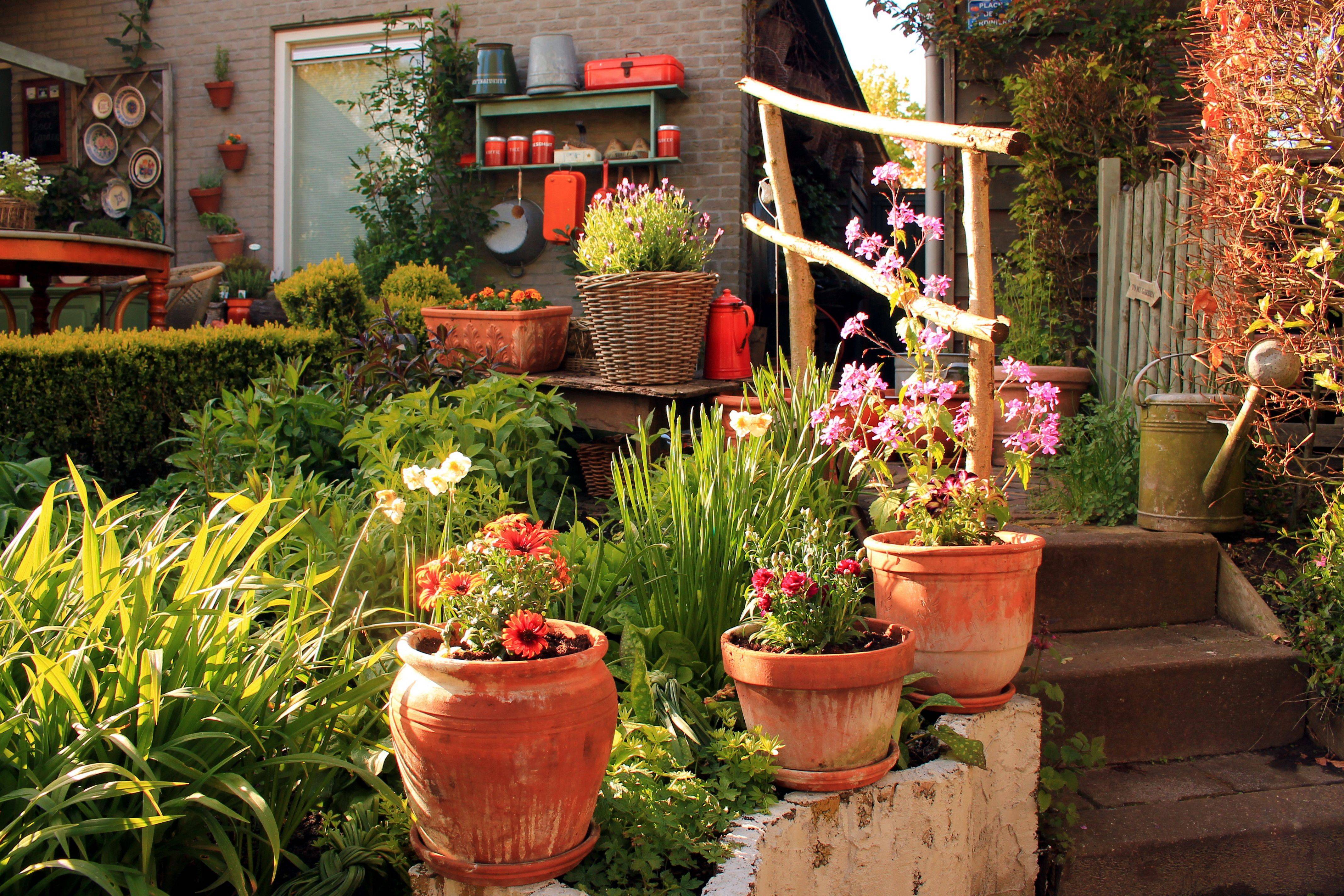 Lush Flower Garden Plant Flower Stock