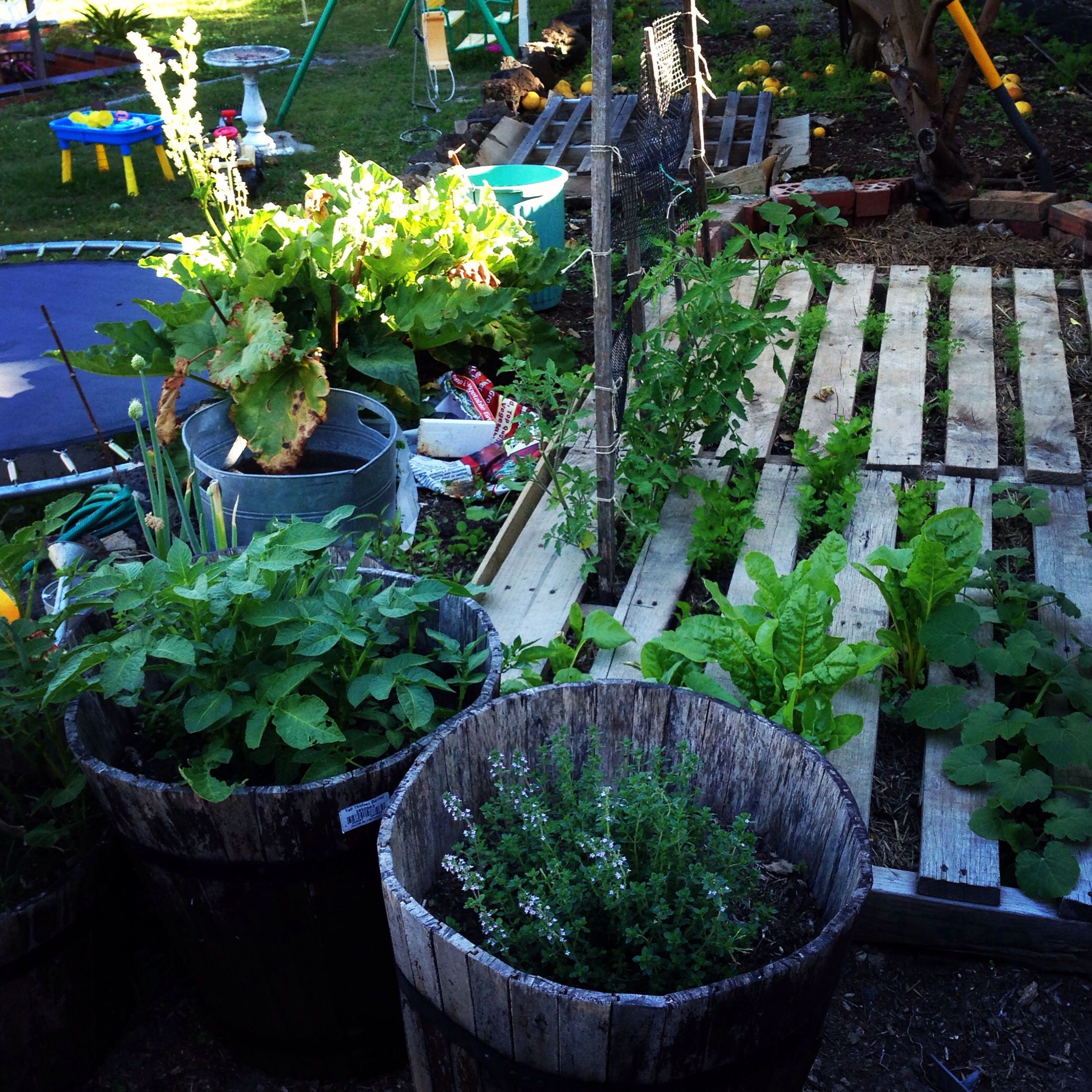 Vegetable Gardens Rustic Landscape