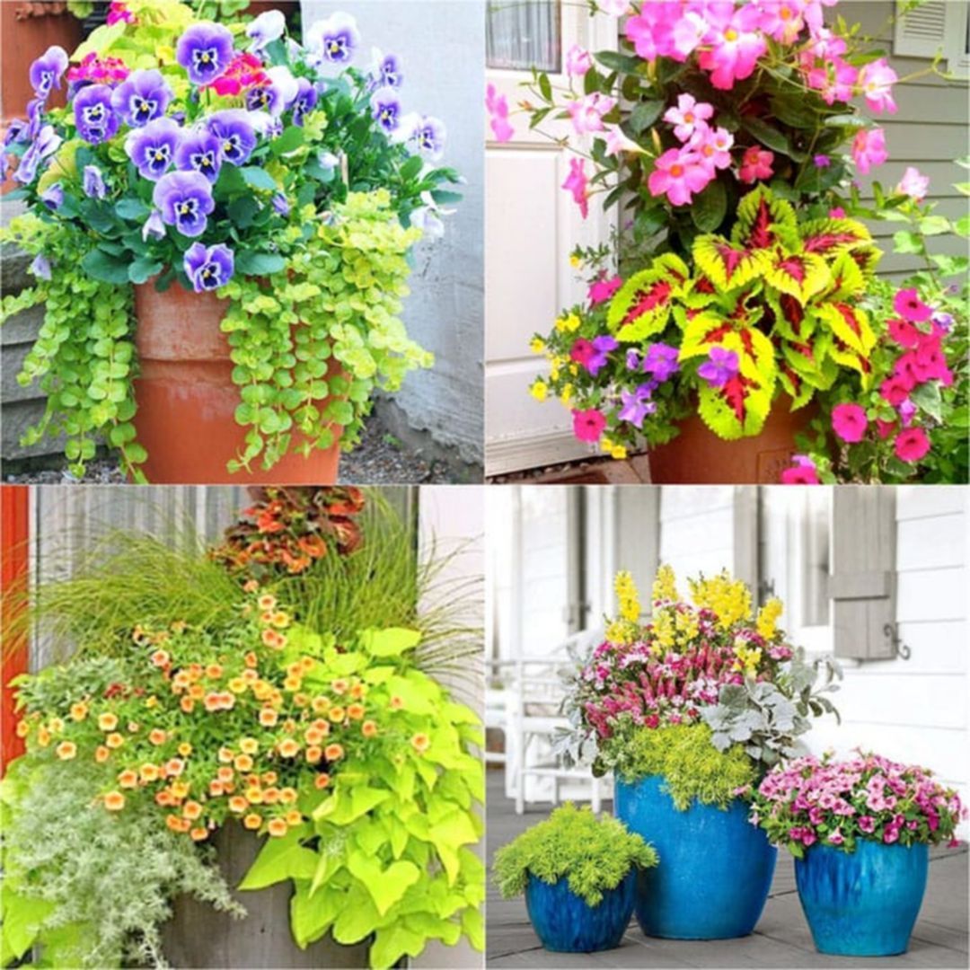 Stylish Colorful Shade Garden Pots Ideas