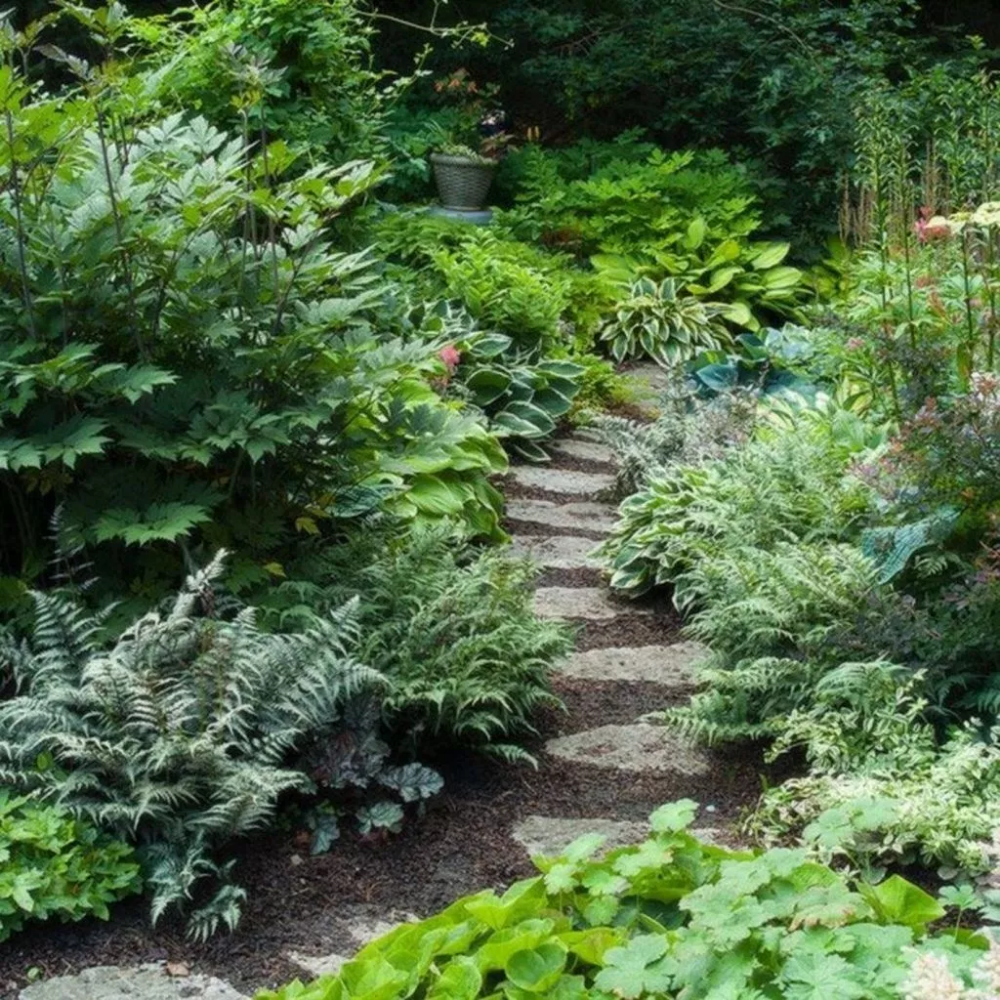 Shade Garden Design