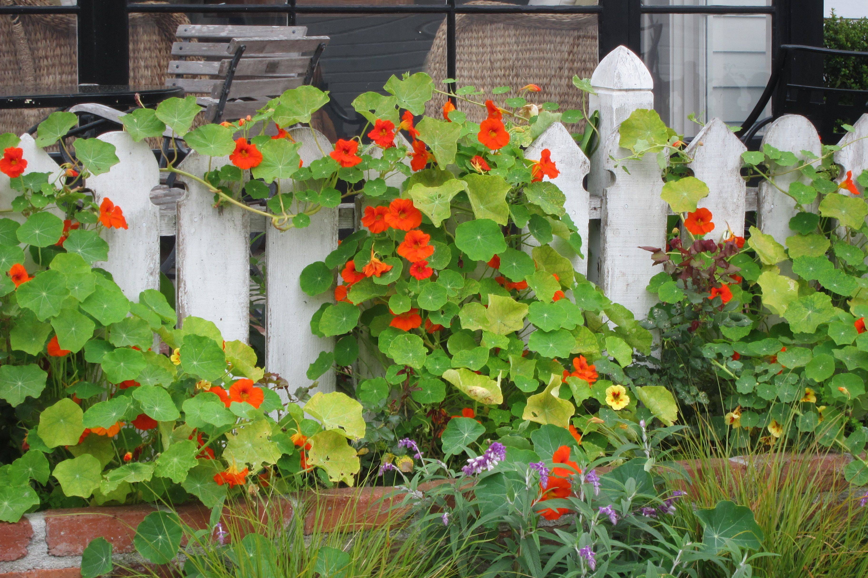 Beautiful White Fence Landscaping Ideas Garden Lovers Club