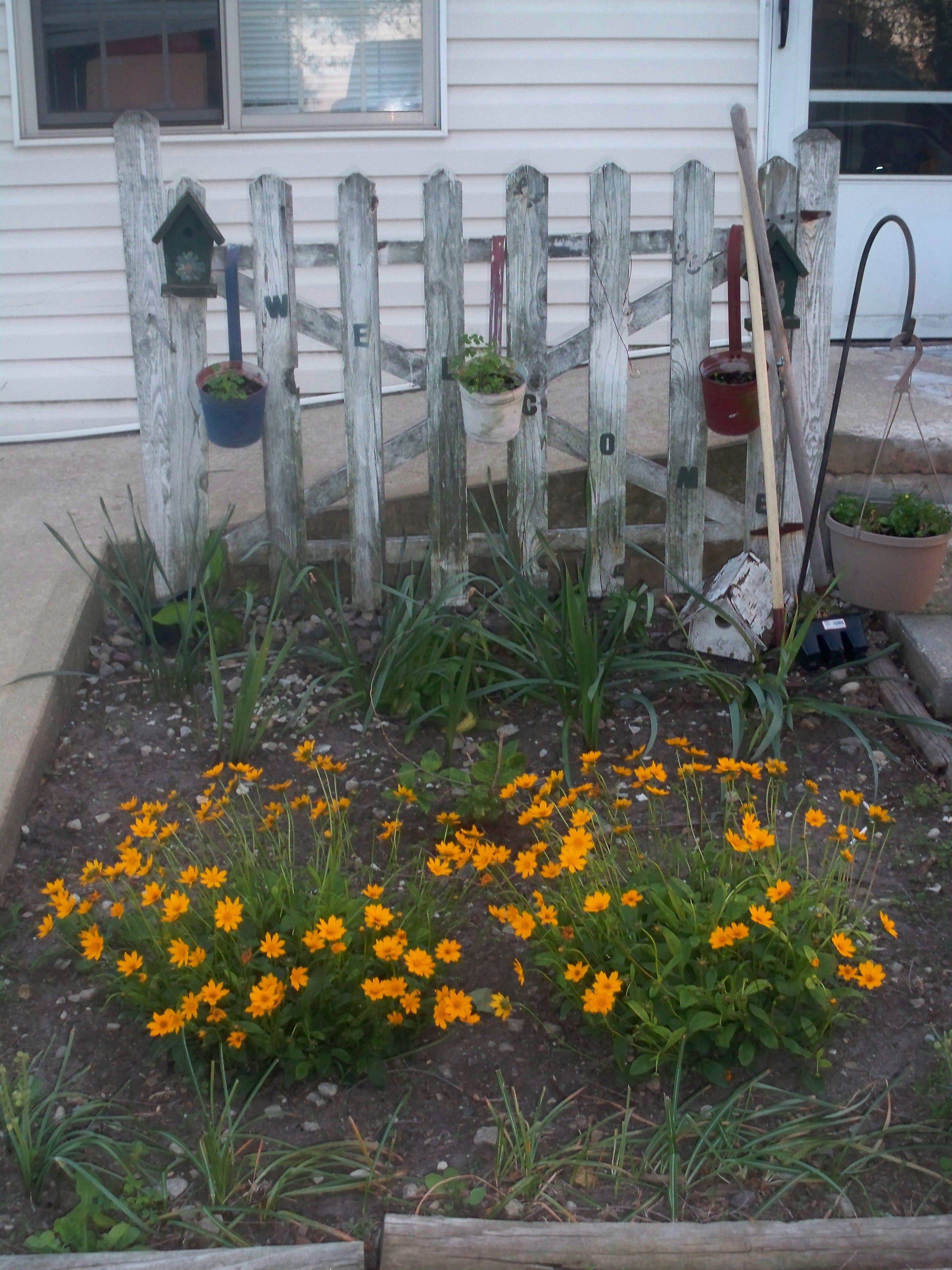 Nasturtium Plants Flower Garden