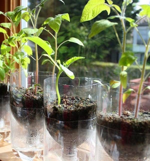 Plastic Bottle Vertical Garden Ideas Soda Bottle Garden