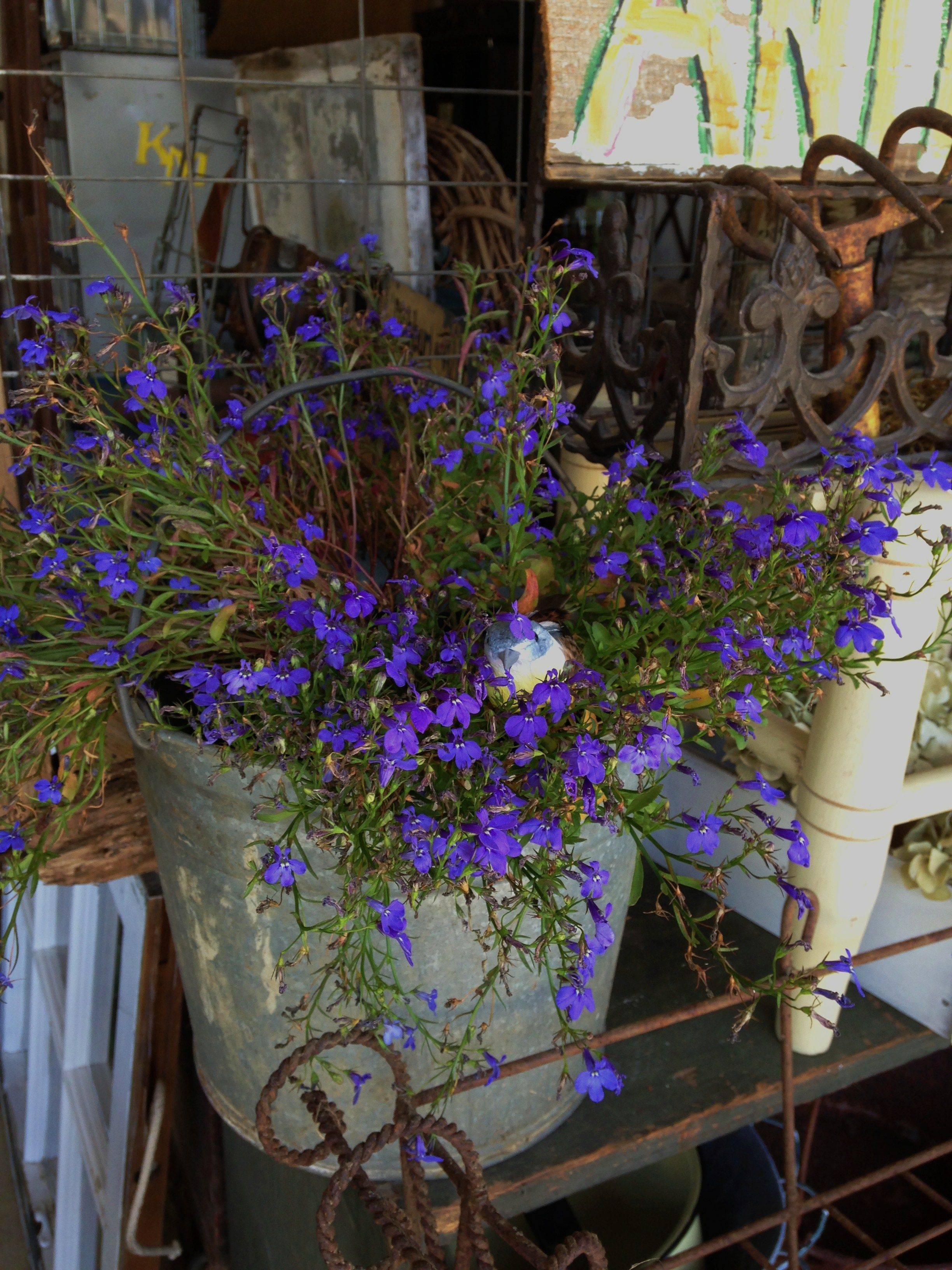 Flea Market Gardening