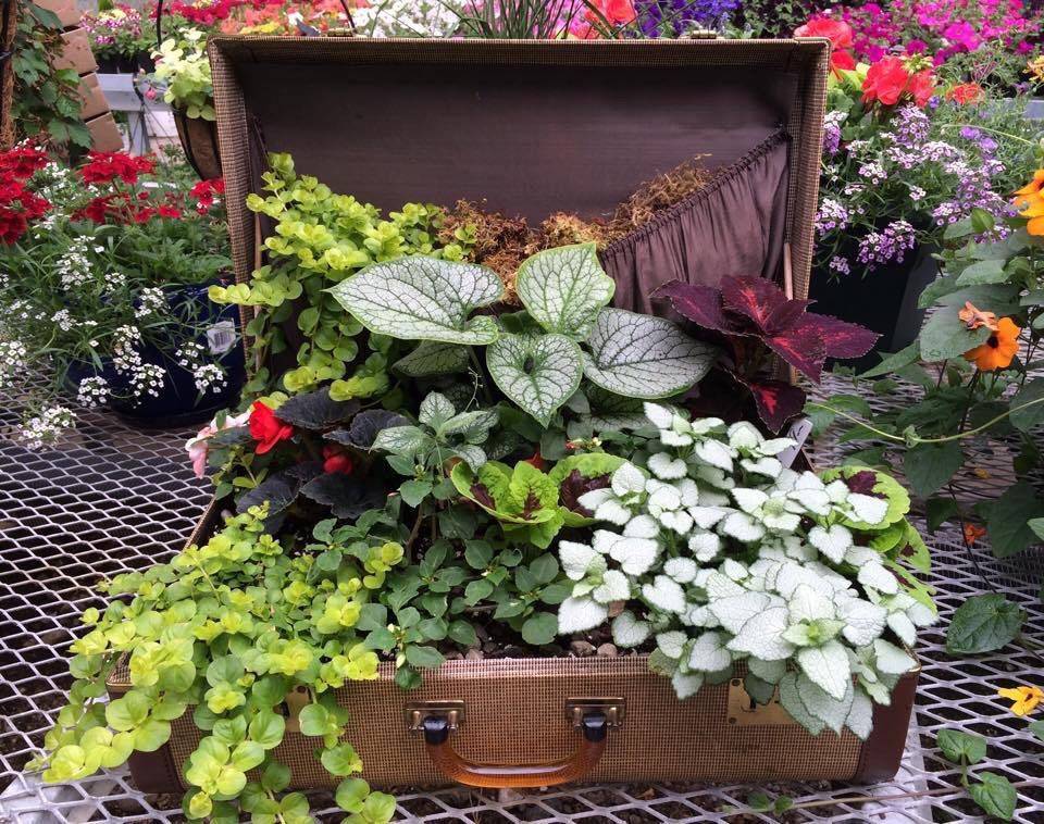 Flea Market Gardening Flea